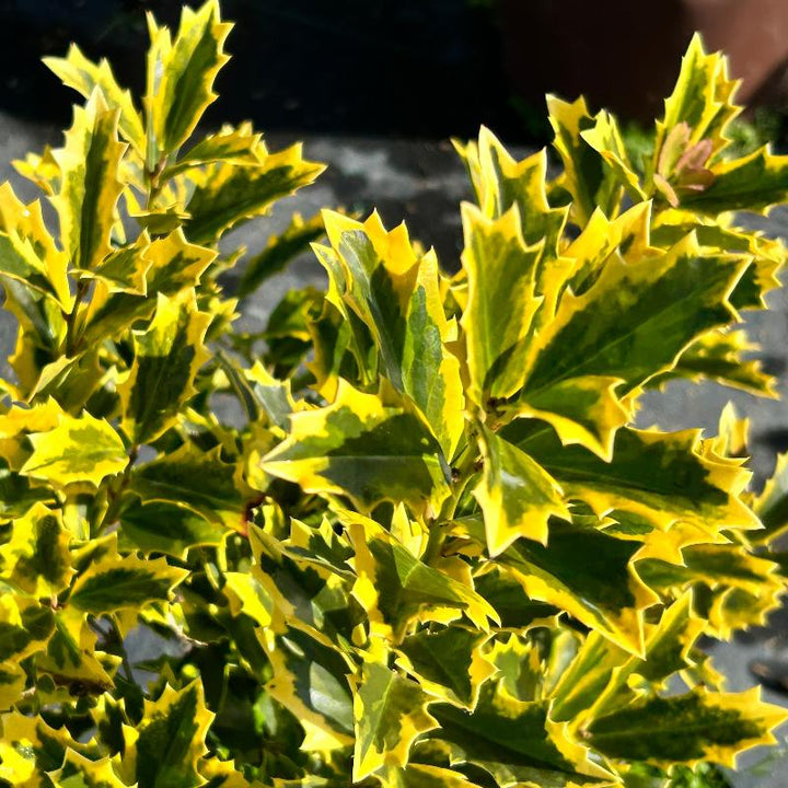 Golden Oakland Holly with oak shaped golden and green foliage
