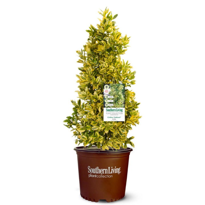 Golden Oakland Holly with oak shaped golden and green foliage