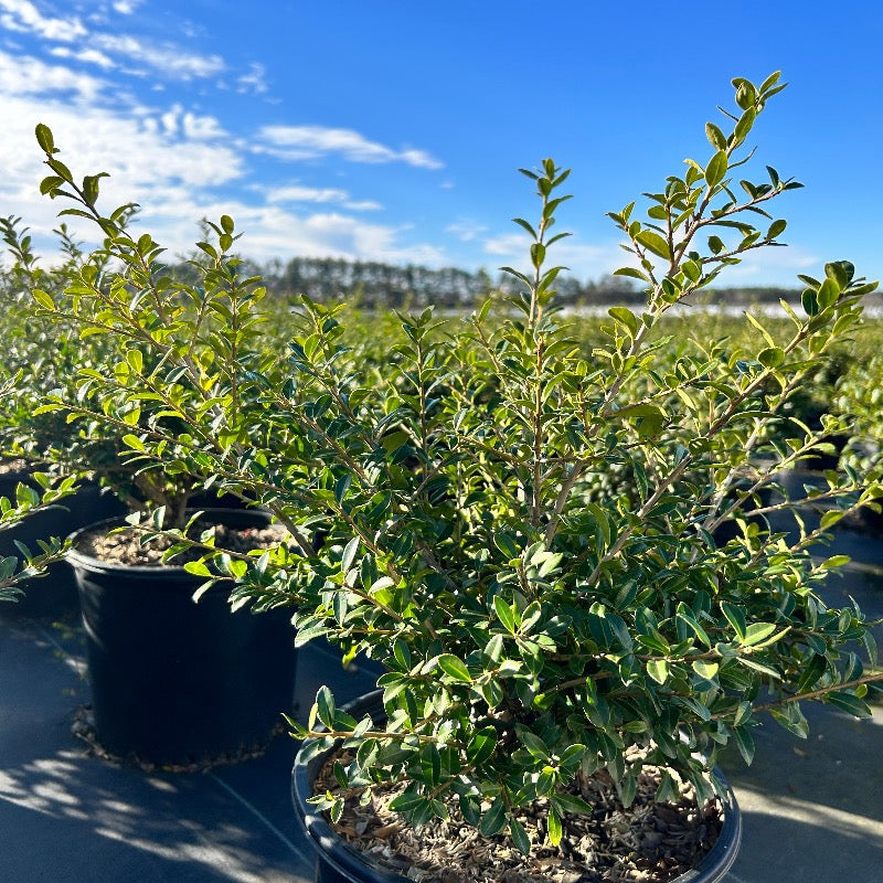 Ilex Green Lustre | GoBuyPlants®