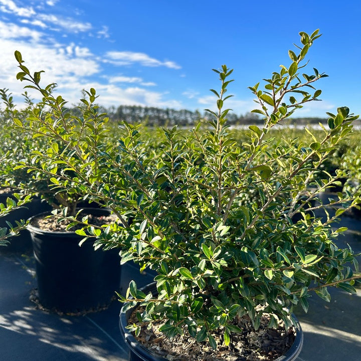 Ilex Green Lustre | GoBuyPlants