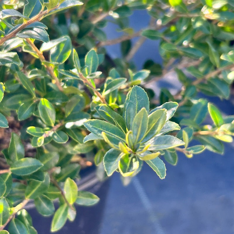 Ilex Green Lustre | GoBuyPlants