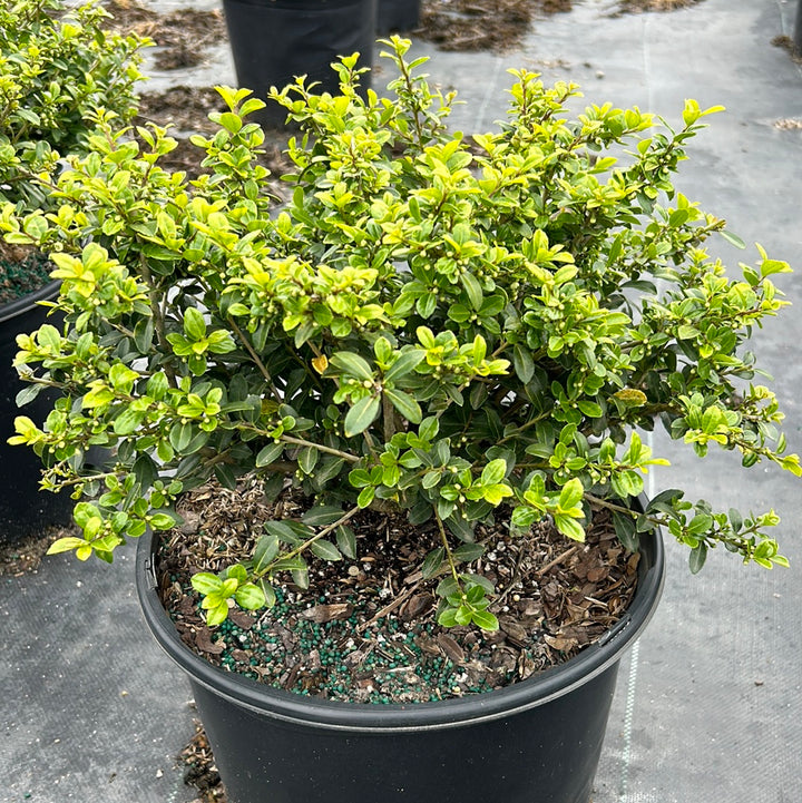 Ilex Green Lustre | GoBuyPlants®