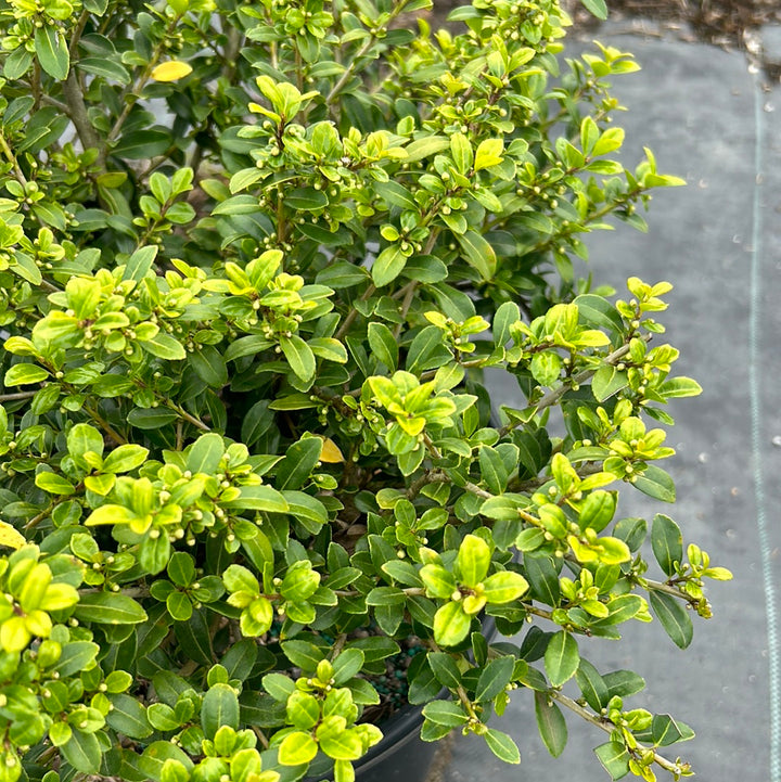 Ilex Green Lustre | GoBuyPlants