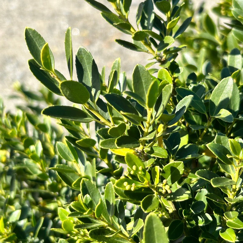 Hoogendorn Holly with dense boxwood like dark green foliage