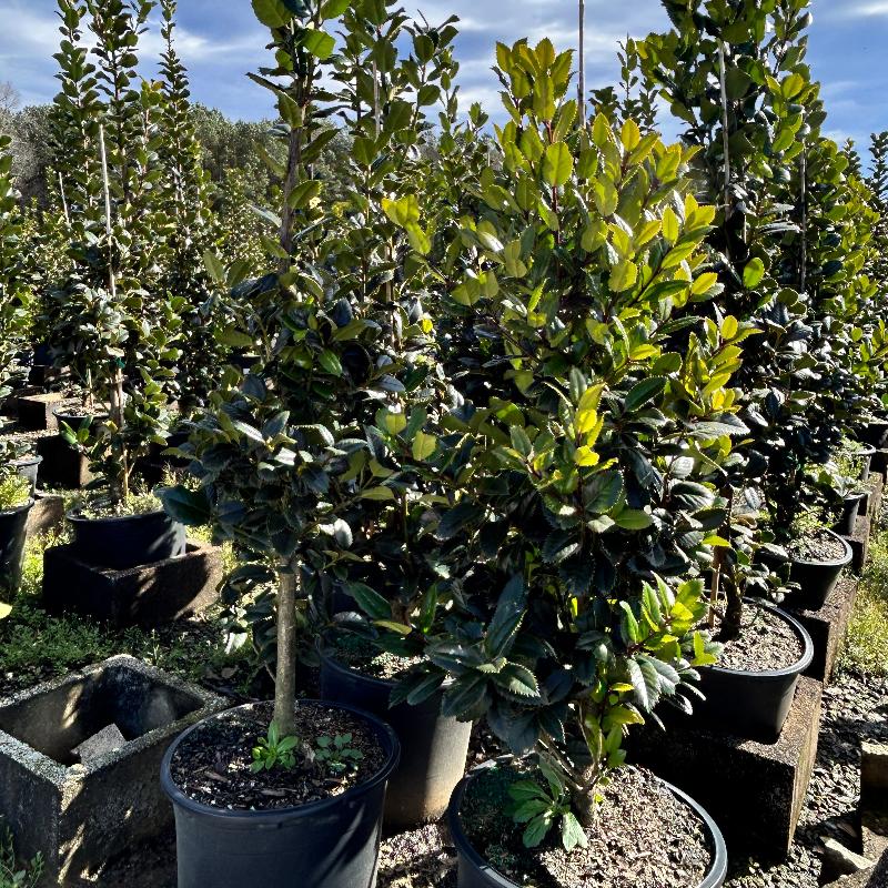 Three-gallon Ilex Liberty holly shrub by GoBuyPlants, showcasing glossy evergreen leaves and dense shrubbery.