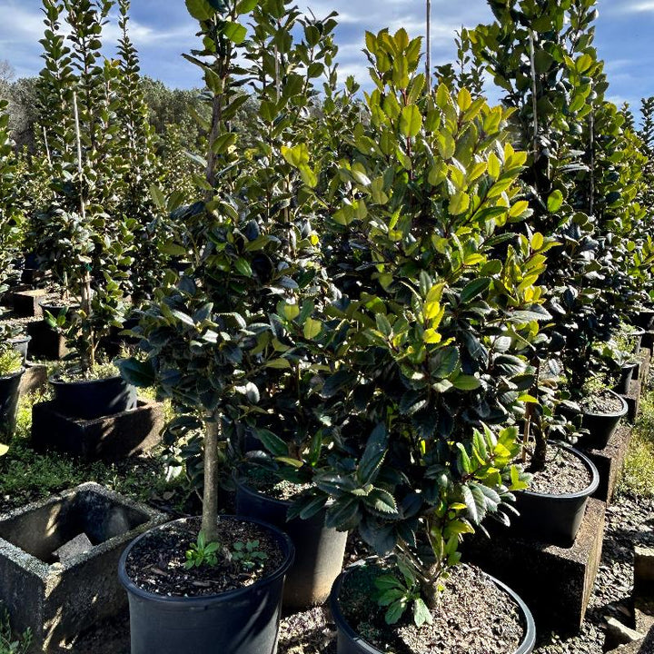 Three-gallon Ilex Liberty holly shrub by GoBuyPlants, showcasing glossy evergreen leaves and dense shrubbery.