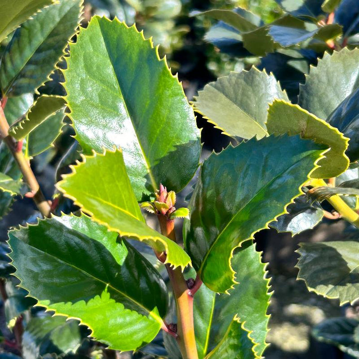 3-gallon Ilex Liberty holly shrub from GoBuyPlants, showcasing lush evergreen foliage and vibrant red berries.