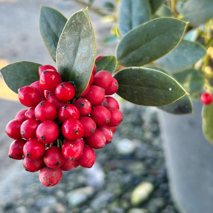 Needlepoint Holly with glossy dark green leaves and red berries