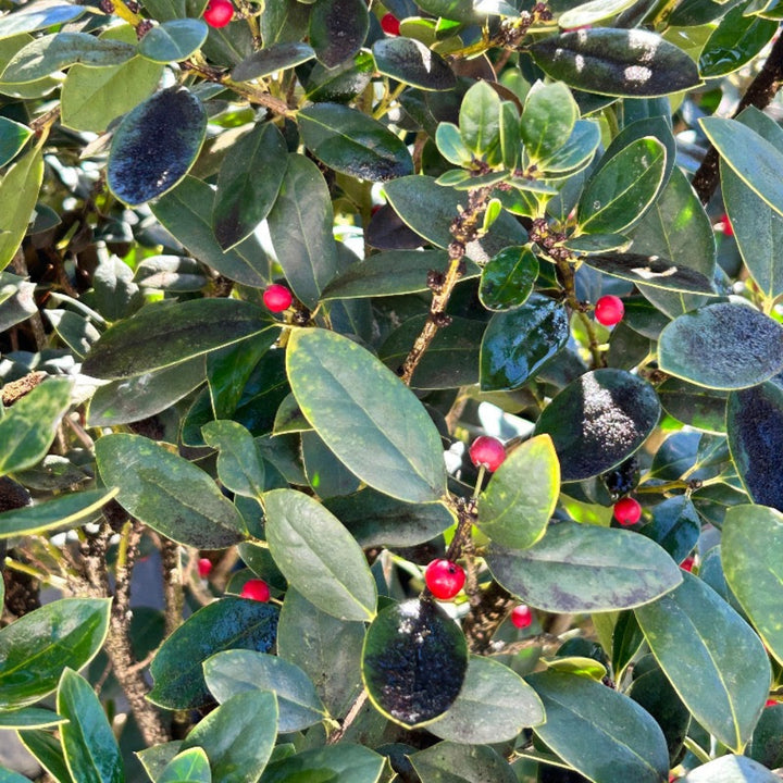 Needlepoint Holly with glossy dark green leaves and red berries