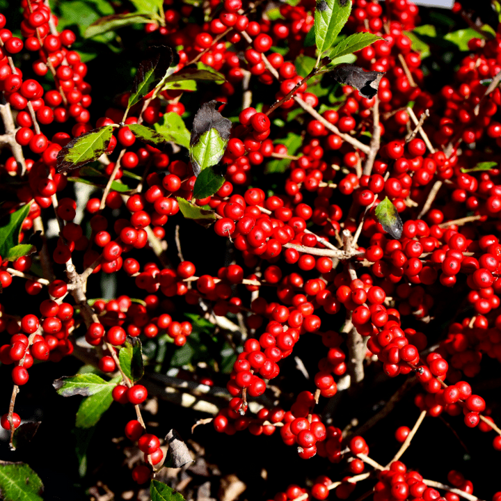 Red Sprite Winterberry with profuse bright red berries on bare stems
