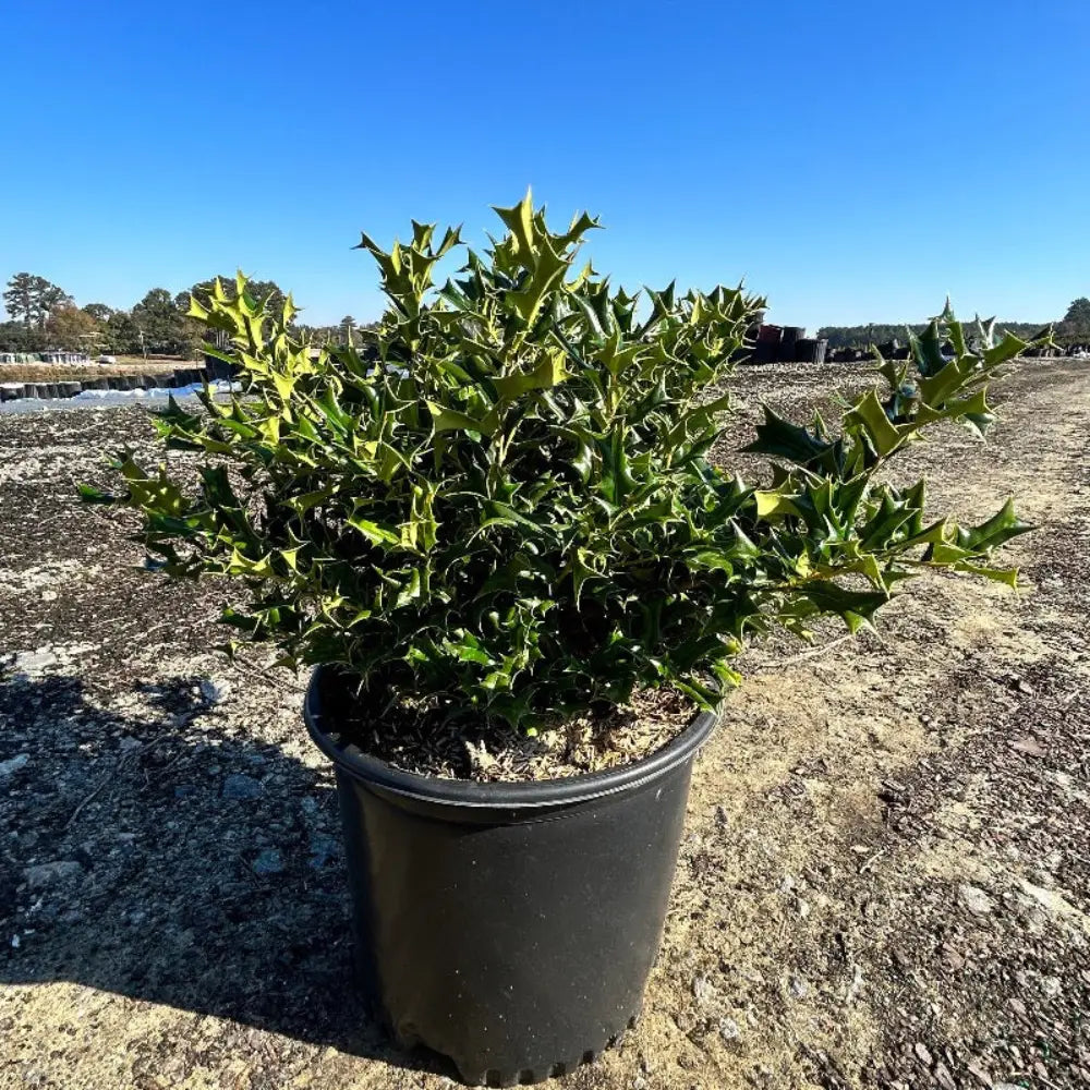 Rotunda Dwarf Chinese Holly with compact spiny foliage and red berries