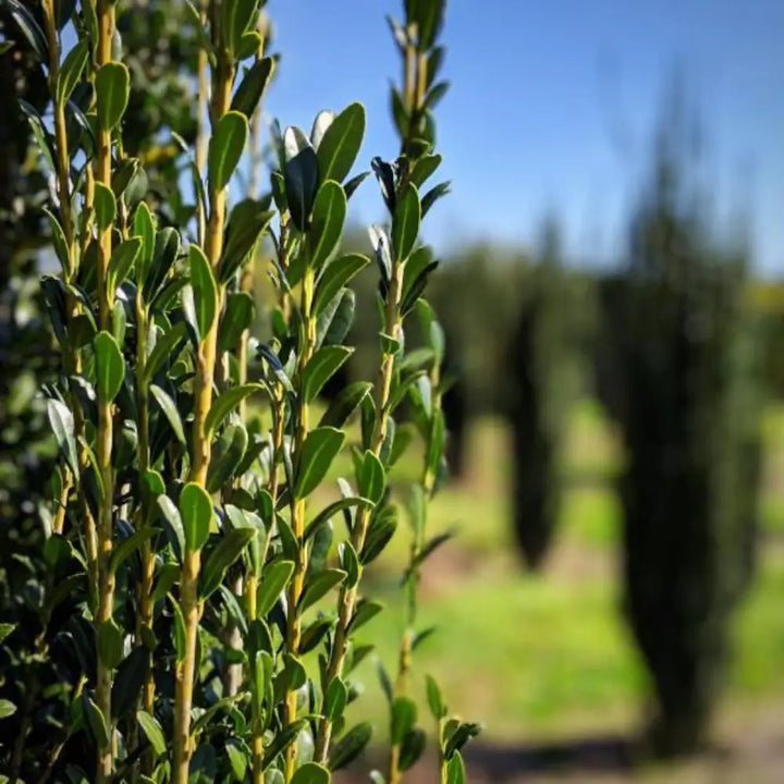 Sky Pencil Japanese Holly with narrow upright dark green foliage
