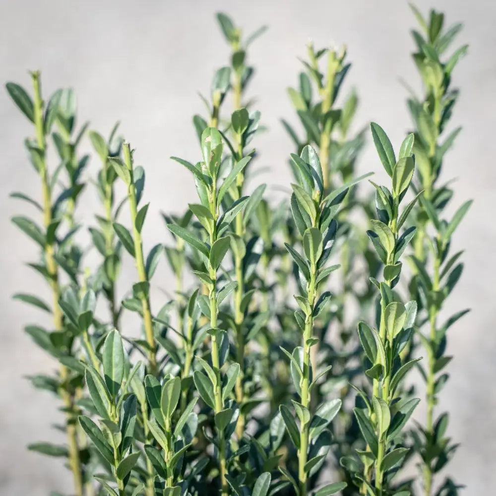 Sky Pencil Japanese Holly with narrow upright dark green foliage