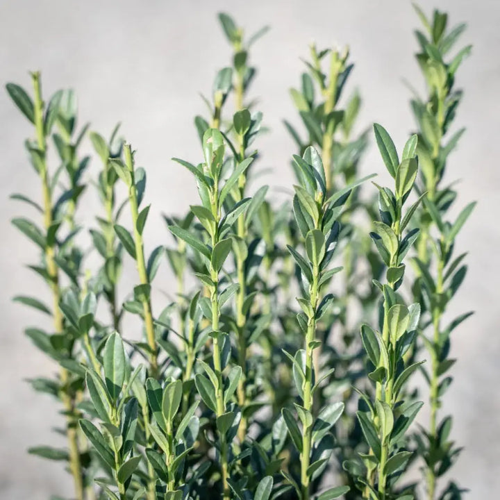 Sky Pencil Japanese Holly with narrow upright dark green foliage