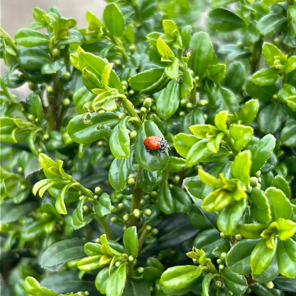 Sky Pencil Japanese Holly with narrow upright dark green foliage