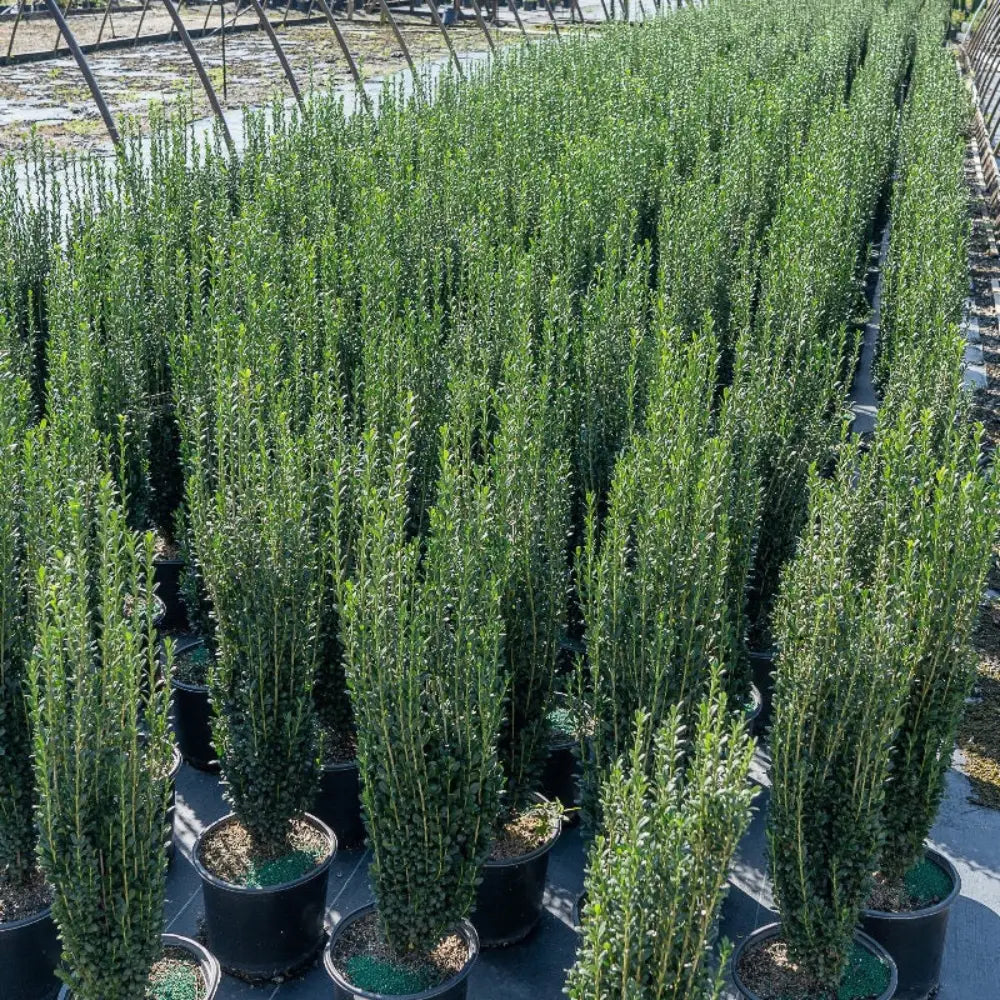 Ilex Sky Pencil | GoBuyPlants