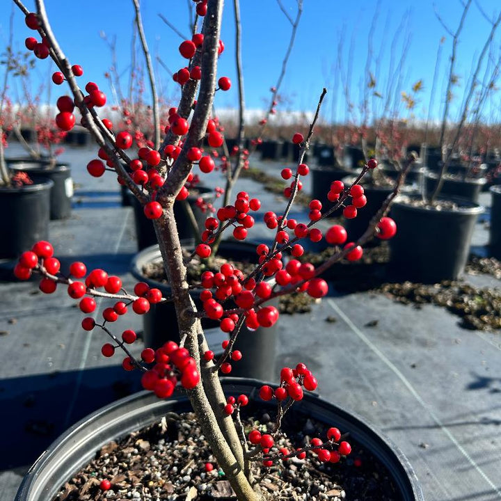 Ilex verticillata, houx verticillé : plantation, culture, entretien