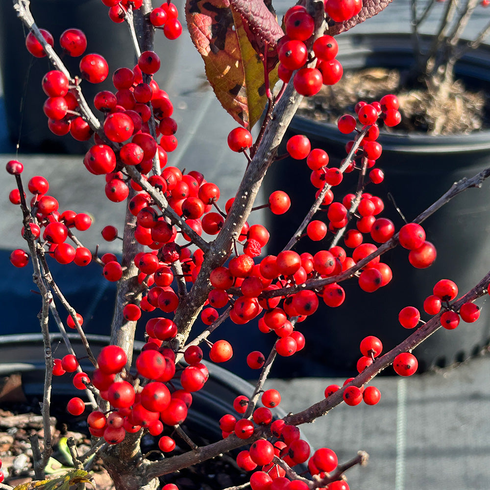 Sparkleberry Winterberry with heavy clusters of bright red berries