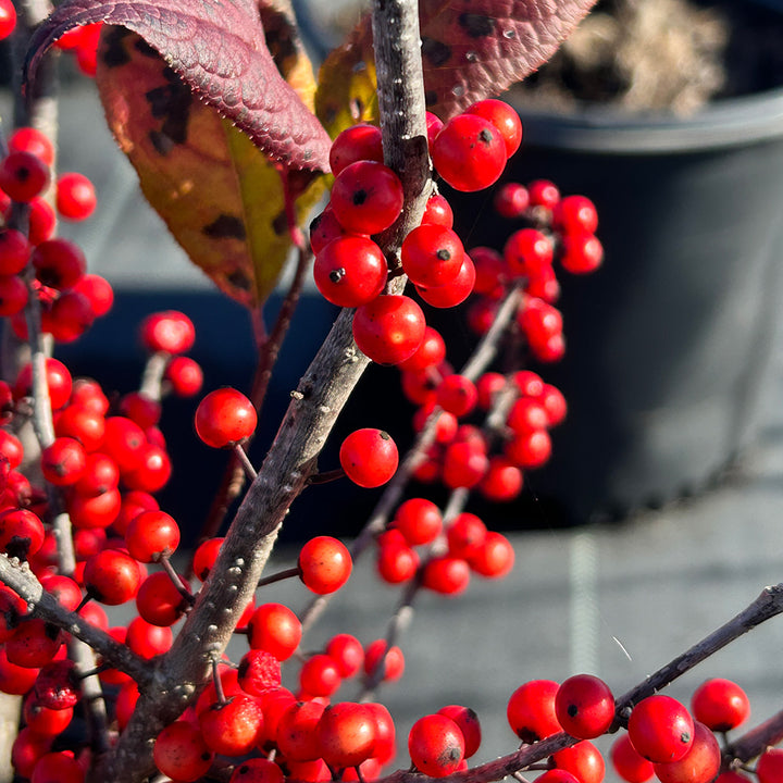 Ilex Sparkleberry - Ilex verticillata