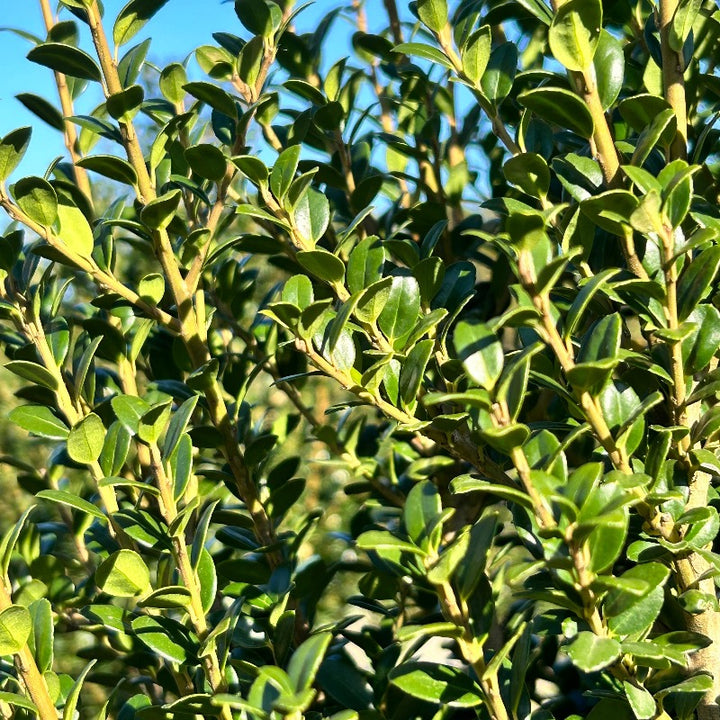 Three-gallon Ilex Steeds evergreen shrub with dense green foliage, ideal for landscaping and privacy screens.
