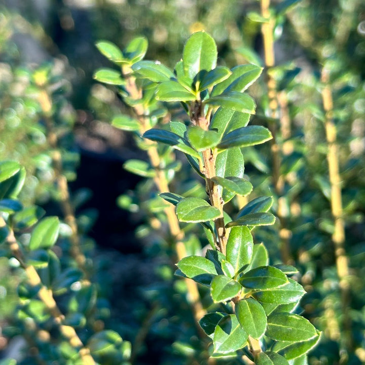 Three-gallon Ilex Steeds evergreen shrub from GoBuyPlants, showcasing lush, dense green foliage in a healthy, thriving plant.