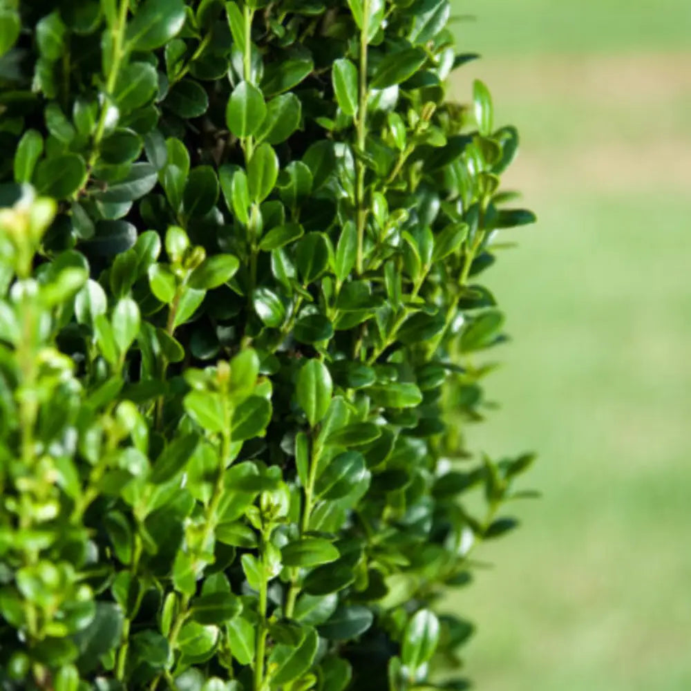 Straight and Narrow Japanese Holly with slim upright dark green foliage