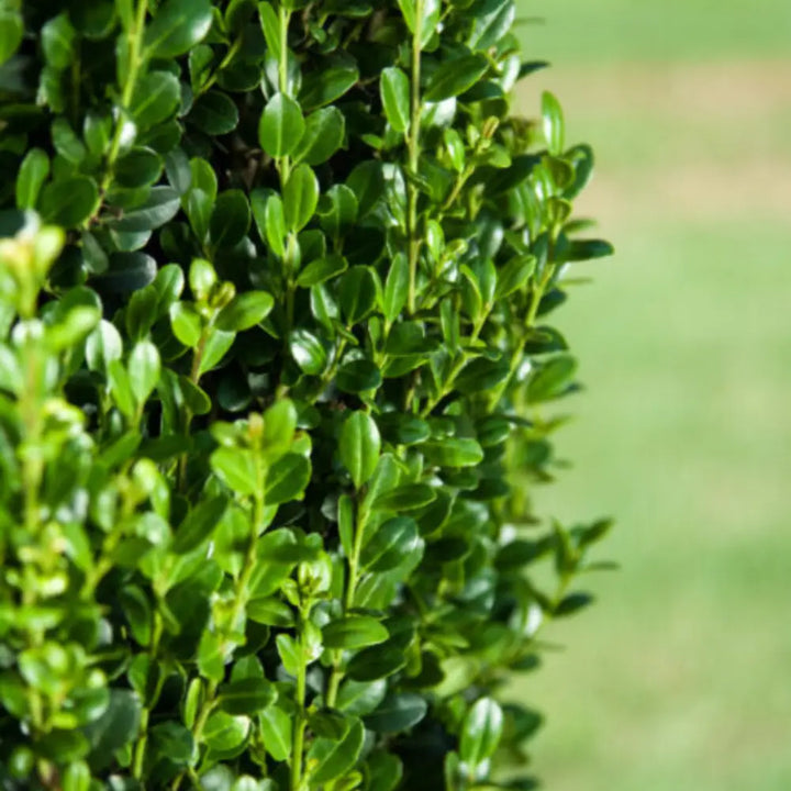 Straight and Narrow Japanese Holly with slim upright dark green foliage