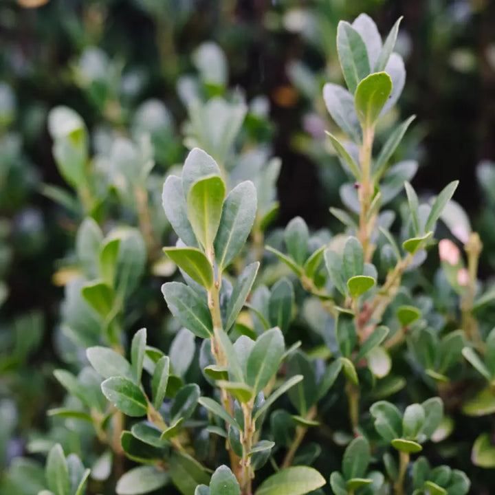 Straight and Narrow Japanese Holly with slim upright dark green foliage