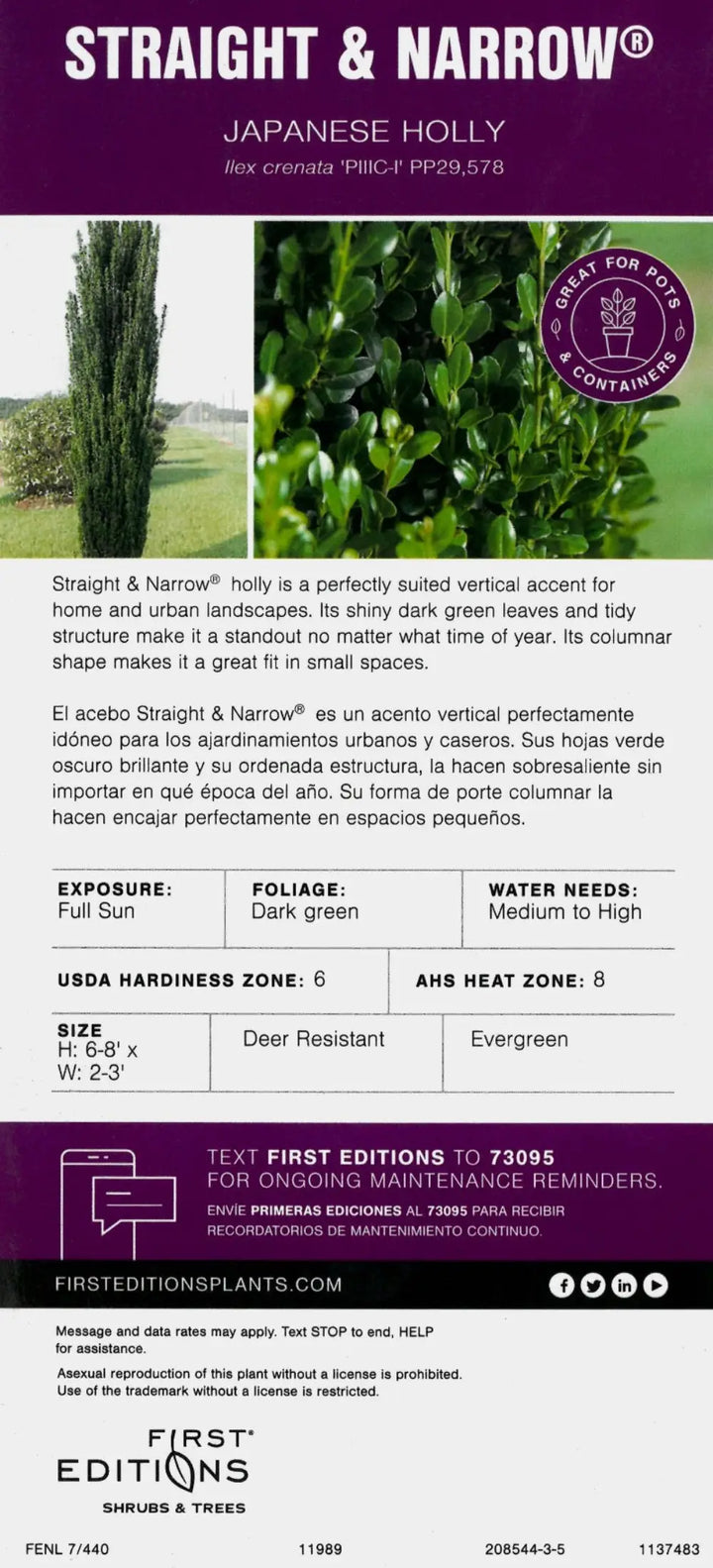 Straight and Narrow Japanese Holly with slim upright dark green foliage
