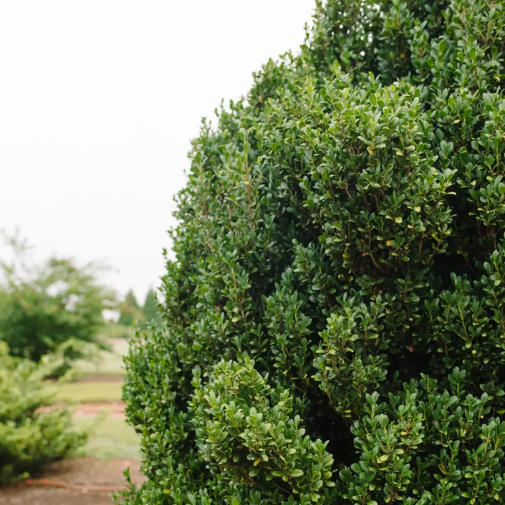 First Editions Straight and Narrow Japanese Holly