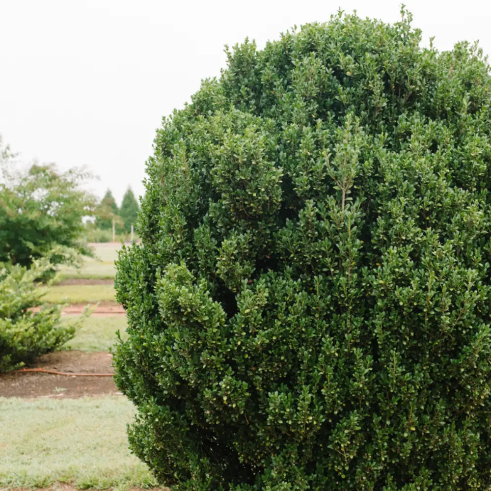 Straight and Narrow Japanese Holly with slim upright dark green foliage
