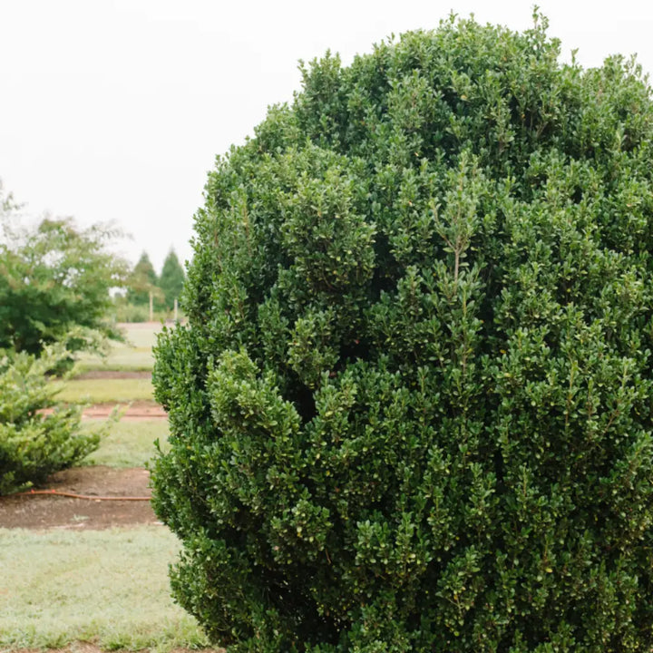 Straight and Narrow Japanese Holly with slim upright dark green foliage