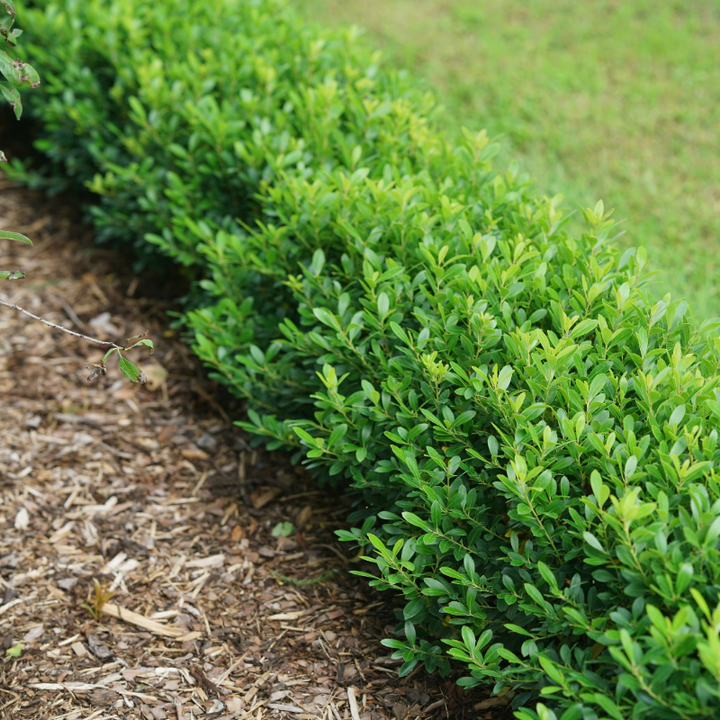Strongbox Inkberry Holly with compact dense green foliage