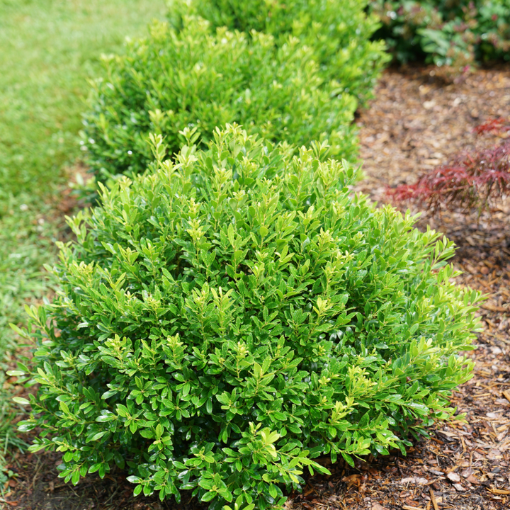 Strongbox Inkberry Holly with compact dense green foliage