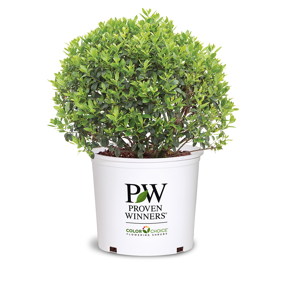 Strongbox Inkberry Holly with compact dense green foliage