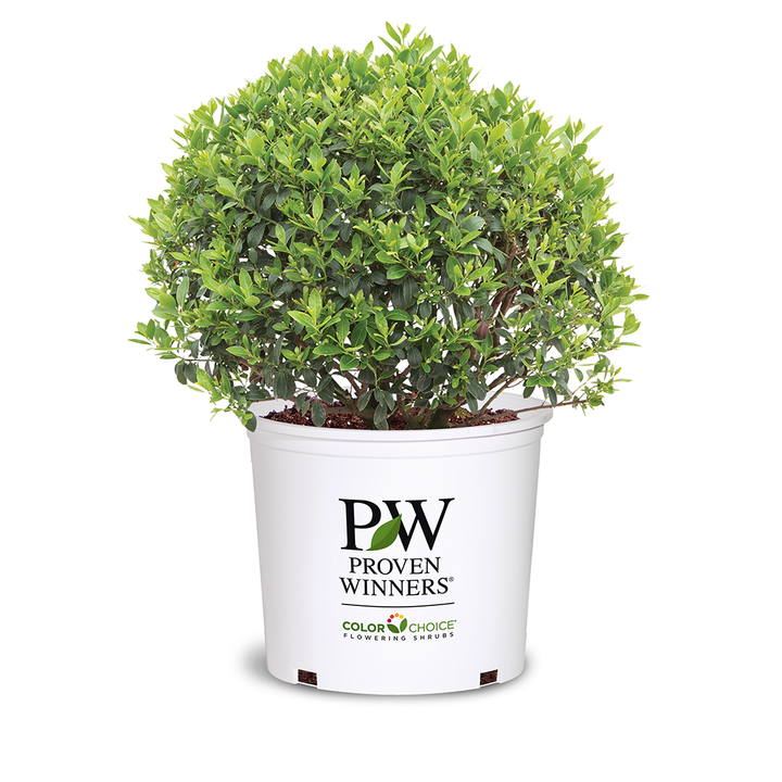 Strongbox Inkberry Holly with compact dense green foliage