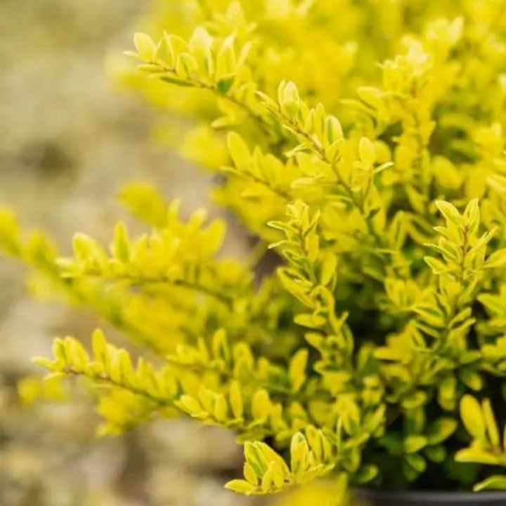 Ilex Touch of Gold | GoBuyPlants®