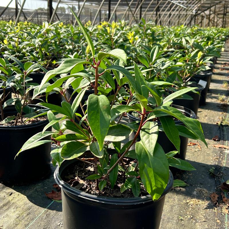 Aztec Fire Anise with burgundy red flowers and glossy green foliage