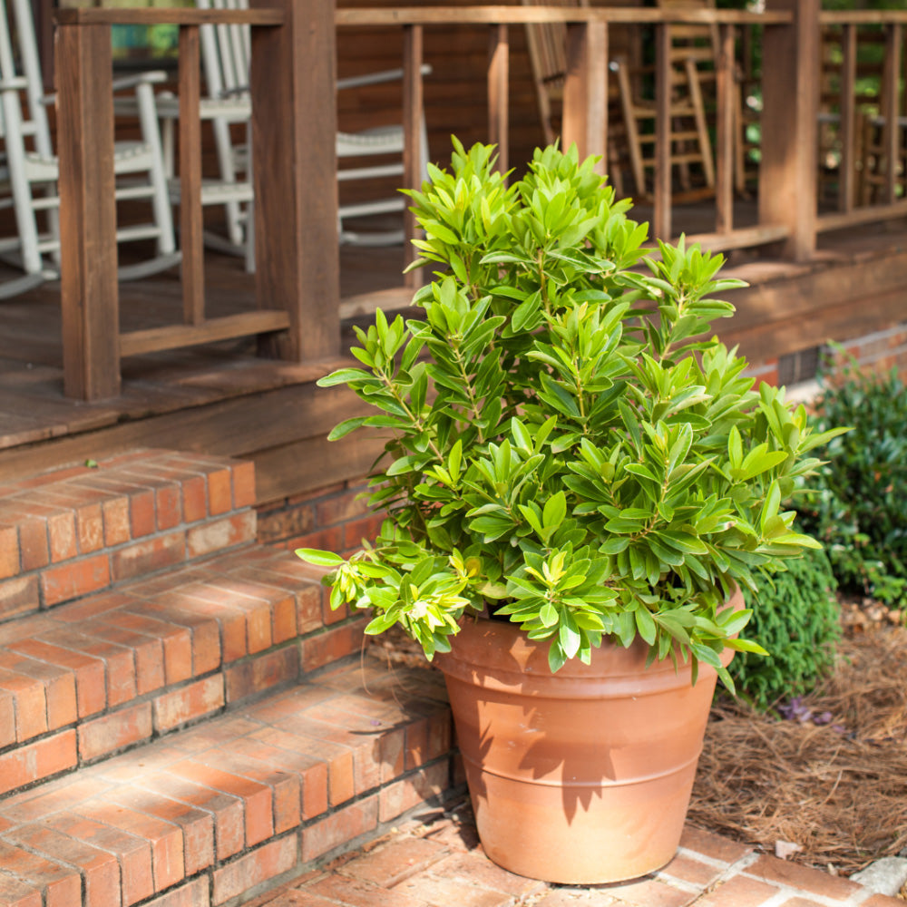Bananappeal Anise with bright yellow aromatic evergreen foliage