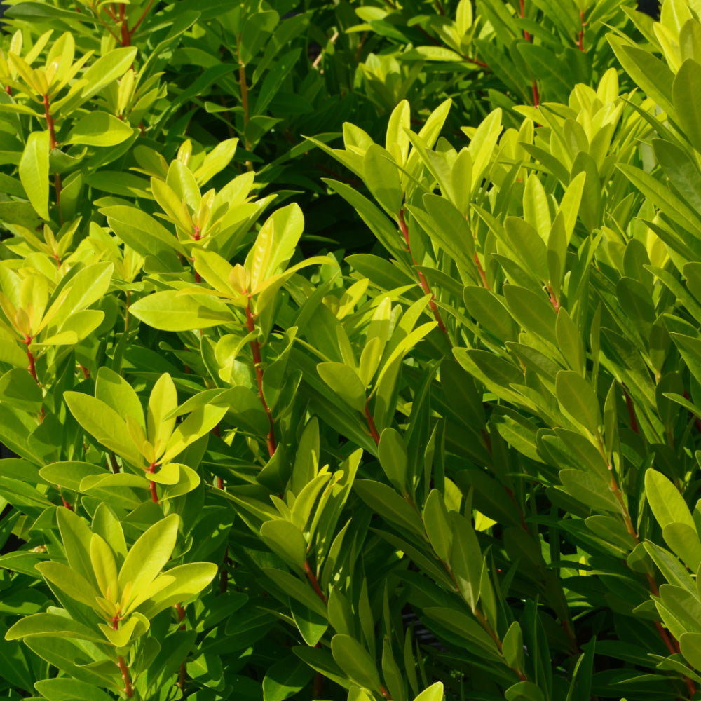 Bananappeal Anise with bright yellow aromatic evergreen foliage