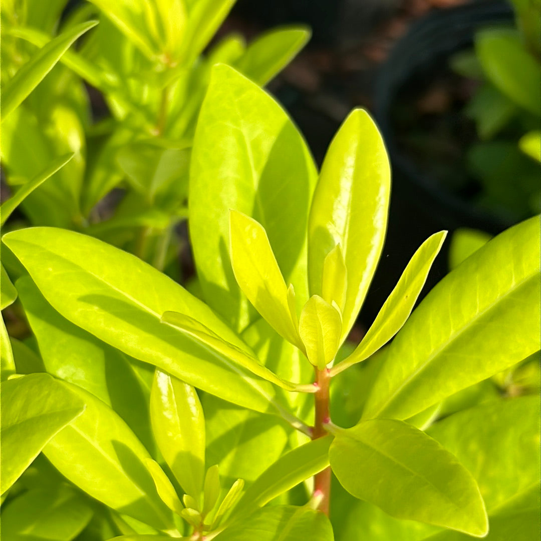 Florida Sunshine Anise with golden foliage and bright red stems
