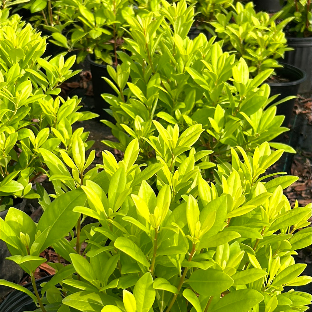 Florida Sunshine Anise with golden foliage and bright red stems