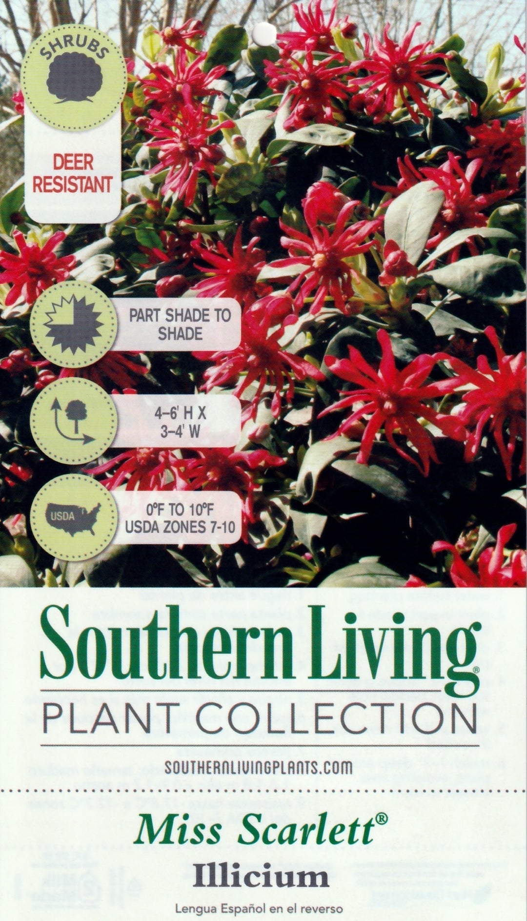 Miss Scarlett Anise with scarlet red flowers and aromatic evergreen foliage
