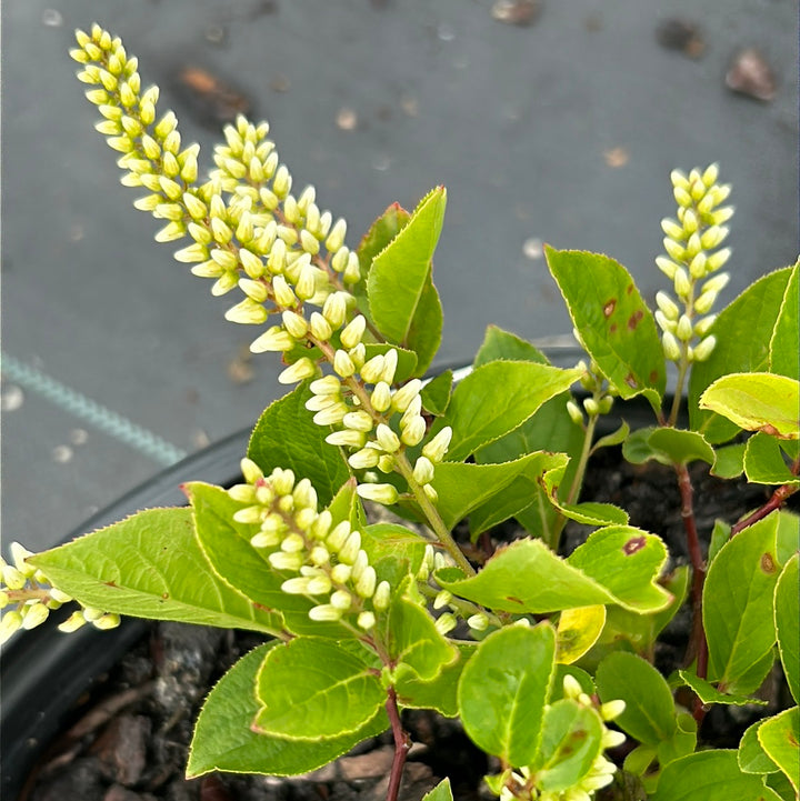 Little Henry Sweetspire with white flowers and red orange fall foliage
