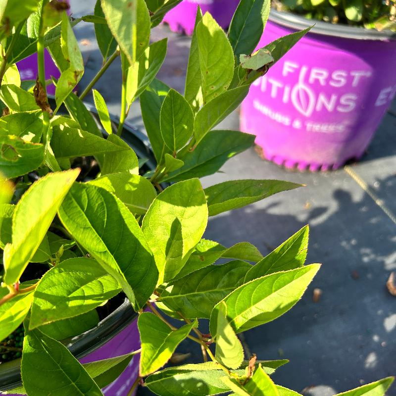 3-gallon Itea Love Child shrub by GoBuyPlants with fragrant white flowers and lush green foliage.