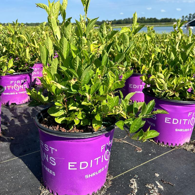 3-gallon Itea Love Child shrub by GoBuyPlants showing its lush green foliage and graceful flowering stems.