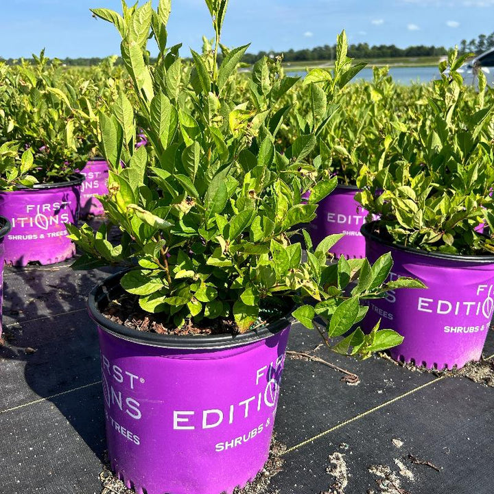 3-gallon Itea Love Child shrub by GoBuyPlants showing its lush green foliage and graceful flowering stems.