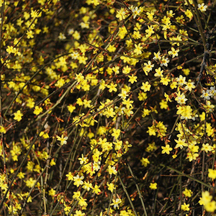 Winter Jasmine with bright yellow flowers on green trailing stems