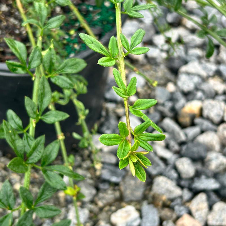 Winter Jasmine with bright yellow flowers on green trailing stems