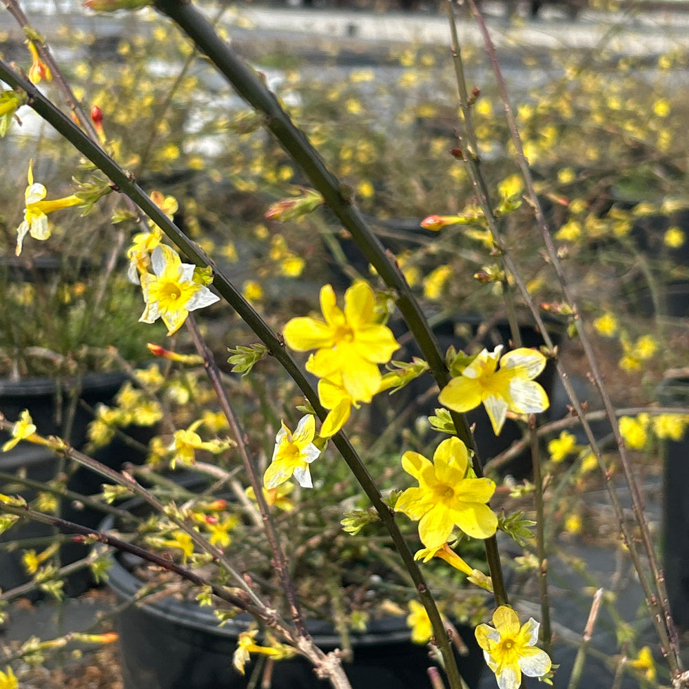 Winter Jasmine with bright yellow flowers on green trailing stems